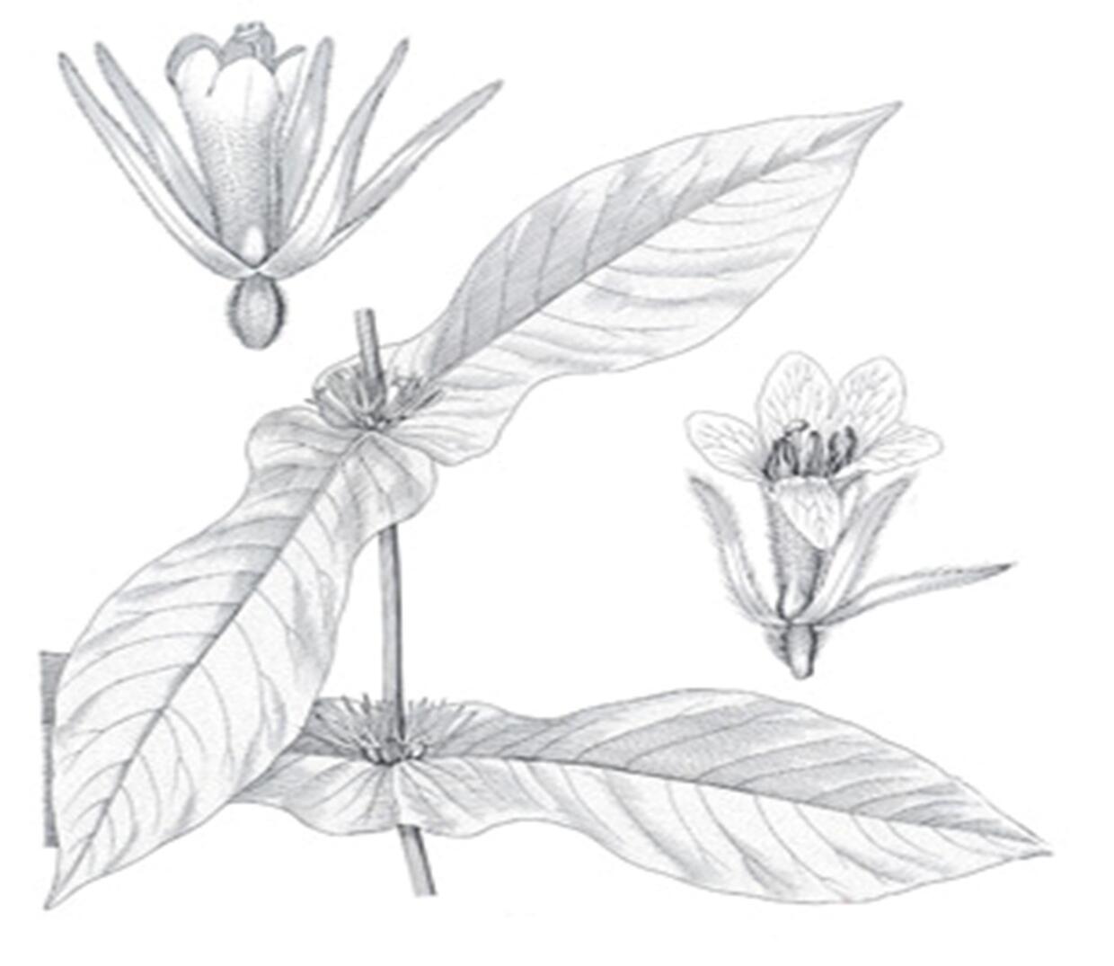 Broad Tinker s weed Mass gov broad-tinker-s-weed-mass-gov